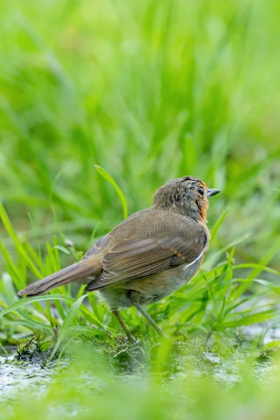 Close-up portret van een Europees roodborstje dat met water in het gras loopt. In een bos in de zomer — Stockfoto