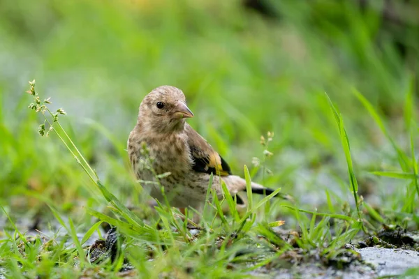 Close-up of a finch with grass in beak. A pool of water in the green grass. Detailed bird — Stock Photo, Image