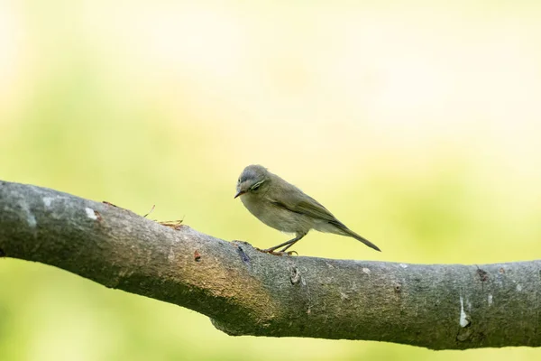 Primer plano de un hermoso pinzón sentado en una rama en el bosque. Hermosa luz verde y amarilla en el fondo —  Fotos de Stock