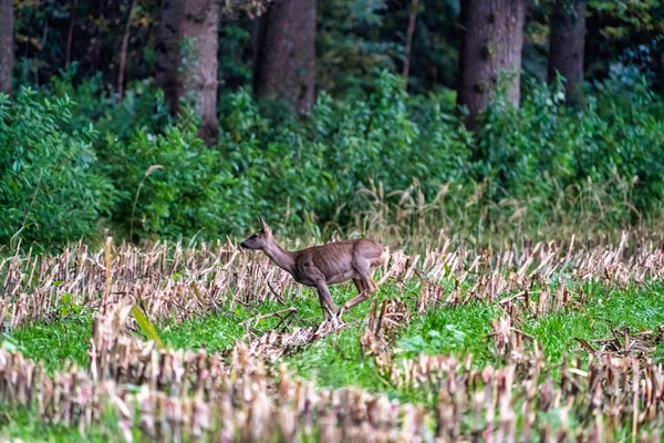 Een hert in een vers gesneden maïsveld met bos op de achtergrond — Stockfoto