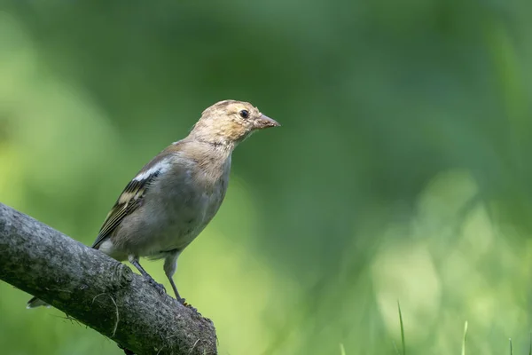 Zblízka krásné ženské pěnkavy sedící na větvi na stromě v létě — Stock fotografie