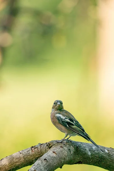 Close-up van een mooie vink zittend op een tak in het bos. Mooi groen en geel licht op de achtergrond — Stockfoto