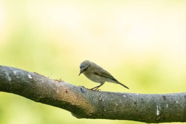 Ormandaki bir dalda oturan güzel bir ispinozun yakın çekimi. Arka planda güzel yeşil ve sarı ışık