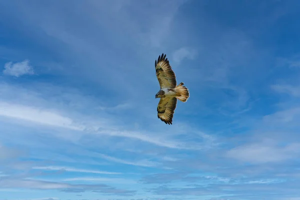 Mooie volwassen buizerd adelaar, Buteo buteo, in vlucht met bewolkte blauwe lucht achtergrond. Vliegende roofvogel schreeuwend met levendige kleuren en ruimte voor tekst — Stockfoto