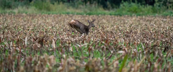 Panorama d'un cerf courant dans un champ de maïs fraîchement tondu avec forêt en arrière-plan. couverture longue ou médias sociaux — Photo