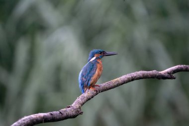 Güzel mavi Kingfisher kuşu, erkek Kingfisher, bir dalda oturuyor, yan profil