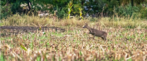 Panorama d'un cerf courant dans un champ de maïs fraîchement tondu avec forêt en arrière-plan. couverture longue ou médias sociaux — Photo