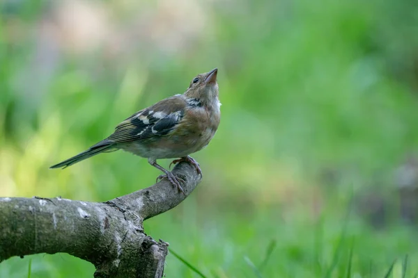 Gros plan d'un joli pinson femelle perché sur une branche dans un arbre en été — Photo