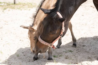 Yeni doğan sarı tay kahverengi annesiyle birlikte duruyor. Burunlar birbirine sevgiyle sarılır