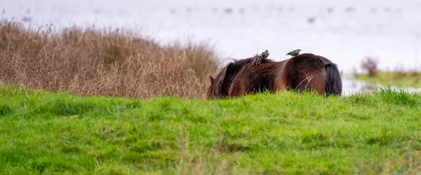 Panorama av två stjärnor på baksidan av en kastanj vild häst. Sett från sidan. Del av häst, sjö i bakgrunden. Lång täckmantel eller sociala medier — Stockfoto