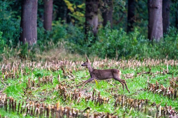 Un cerf dans un champ de maïs fraîchement coupé avec de la forêt en arrière-plan. En vue latérale — Photo