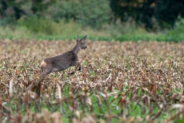 Un cerf dans un champ de maïs fraîchement coupé avec de la forêt en arrière-plan — Photo