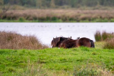 Kestane bir atın sırtında iki sığırcık. Yan taraftan görüldü. Atın bir parçası, arka planda göl