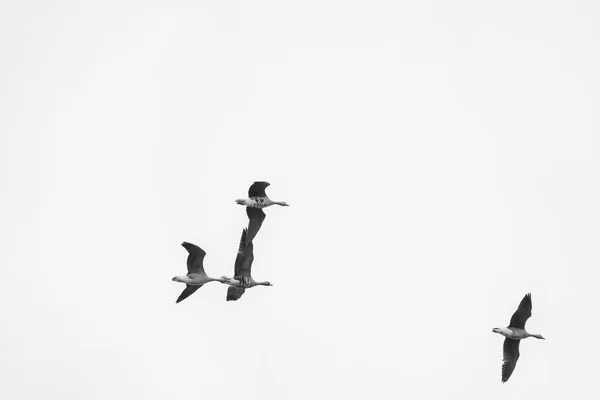 Quatre oies silhouettes contre le ciel. Migration des oiseaux en hiver. En noir et blanc — Photo