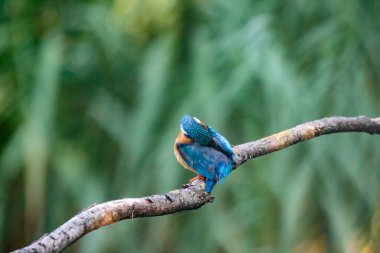 Güzel mavi Kingfisher kuşu, erkek Kingfisher, bir dalda oturuyor, arka profil