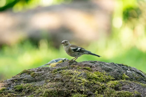 Een gedetailleerde mus, Onotrichia leucophrys, zit bovenop een grote steen, met een wazige groene en gele achtergrond — Stockfoto