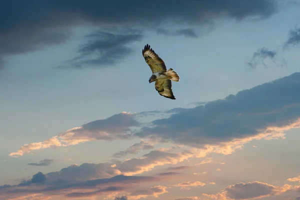 흔히 볼 수있는 버 테 오 부 테오 (Buteo buteo) 는 넓은 범위의 중간에서 큰 맹금이다. 부테 오 속 (Buteo) 의 일원이다. 날으는 놀라운 새 — 스톡 사진