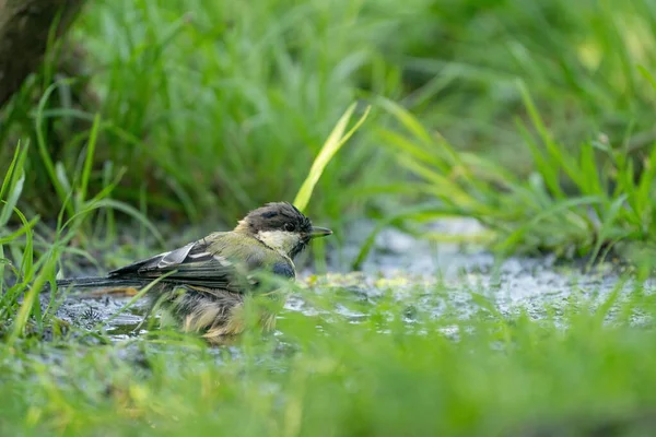 A selective focus shot of a great tit bird in the water. Surrounded by grass — 스톡 사진