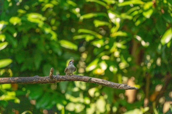 Un moineau chanteur détaillé, vu de l'avant, est assis sur une grande branche, avec un fond naturel flou, vert et jaune flou — Photo