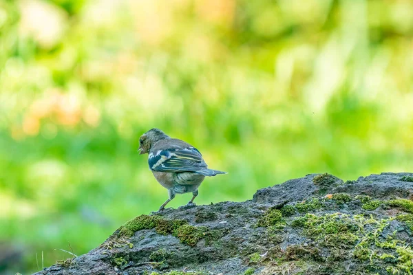 Pájaro cantor verde y amarillo, pinzón verde detallado de pie sobre una gran roca. En el fondo especial bokeh verde y amarillo —  Fotos de Stock