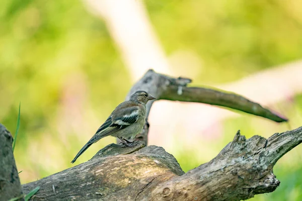 Zelený a žlutý zpěvný pták, detailní zelenáč stojící na kmeni stromu. V pozadí speciální zelené a žluté bokeh — Stock fotografie