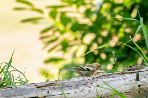 Zöld és sárga énekesmadár, európai zöldpinty ül egy ágon tavasszal. Az európai zöldpinty, vagy zöldpinty, lat. Chloris chloris, egy kis járókelő madár a pinty családban. — Stock Fotó