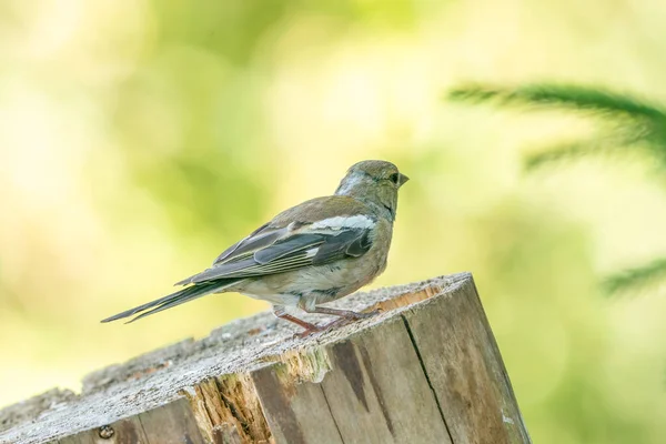 Pájaro cantor verde y amarillo, pinzón verde detallado de pie sobre un tronco de árbol. En el fondo especial bokeh verde y amarillo —  Fotos de Stock