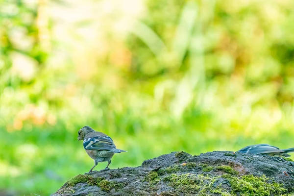 Zelený a žlutý zpěvný pták, detailní zelenáč stojící na velkém kameni. V pozadí speciální zelené a žluté bokeh — Stock fotografie