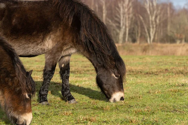 Hjord av vilda Exmoor ponies, Equus ferus Caballus, betar i ett naturreservat — Stockfoto