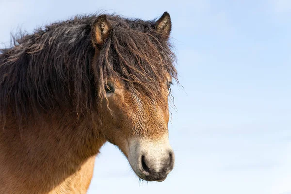 Cabeza de un pony Exmoor salvaje, Ojo cerrado, contra un cielo azul en la reserva natural en Fochteloo, Países Bajos —  Fotos de Stock
