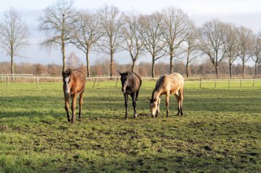 Kırsal Pastöriye 'deki Yeşil Tarlada Otlayan Safkan Atlar.