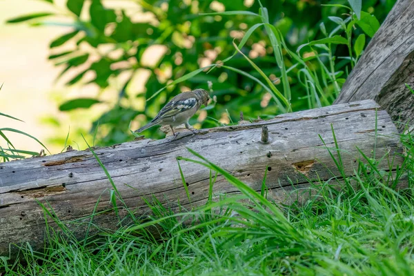 Grüner Und Gelber Singvogel Grünfink Der Auf Einem Alten Baumstamm — Stockfoto