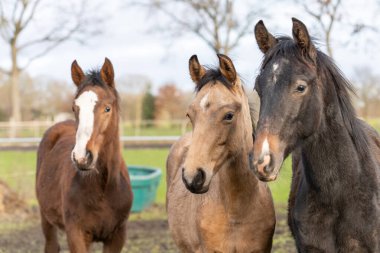 Otlaktaki üç, bir yıllık atlar. Siyah ve kahverengi, sarı bir tay. Onlar arkadaş olarak yan yana dururlar. Seçici odak
