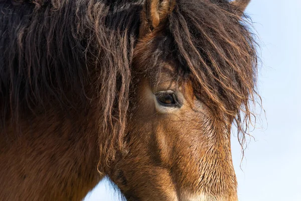 Egy vad Exmoor póni fejének egy része, a hollandiai Fochteloo-ban lévő kék ég ellen. — Stock Fotó