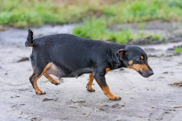 A fat pregnant Jack russel terrier. The dog is walking outside in the mud. She sniffs around the farm. One hour before the puppies are born — Stock Photo, Image