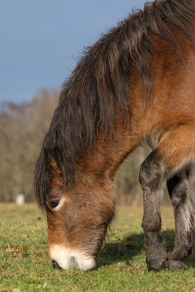 En vild kastanjefärg, Exmoor ponie, Equus ferus Caballus, betar i ett naturreservat — Stockfoto