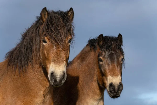 Two heads of wild Exmoor ponies, against a blue sky in nature reserve in Fochteloo, the Netherlands. Selective focus