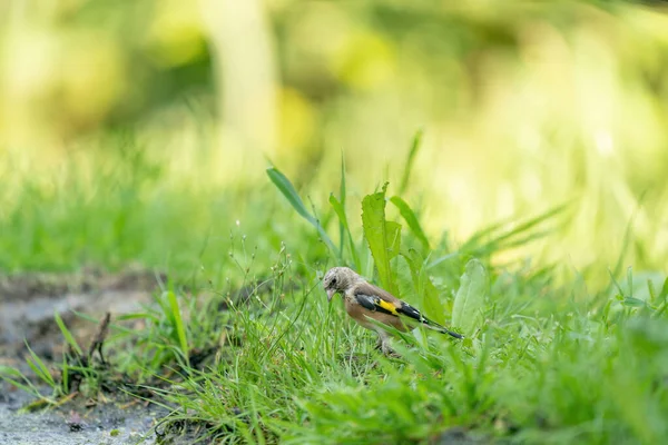 Pinzón verde y amarillo, pájaro cantor, sentado en la hierba junto al agua. De la familia de los pinzones —  Fotos de Stock