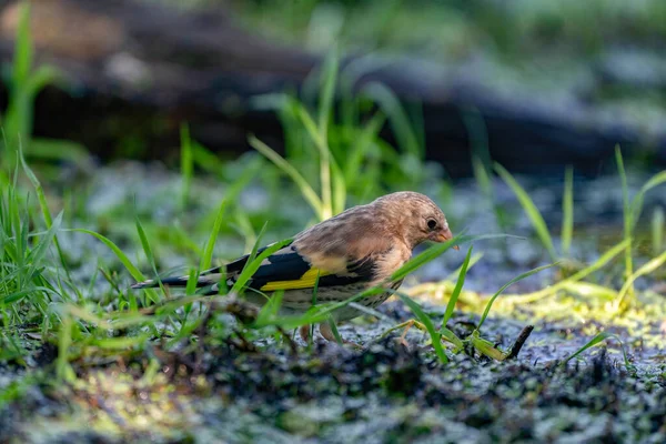 Primo piano di un fringuello seduto nell'erba. Una piscina d'acqua nell'erba verde. Uccello dettagliato — Foto Stock