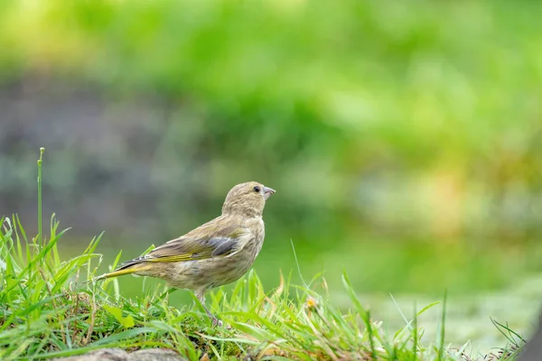 Gros plan d'un pinson courant dans l'herbe. Une piscine d'eau dans l'herbe verte. Détail dans l'oiseau — Photo