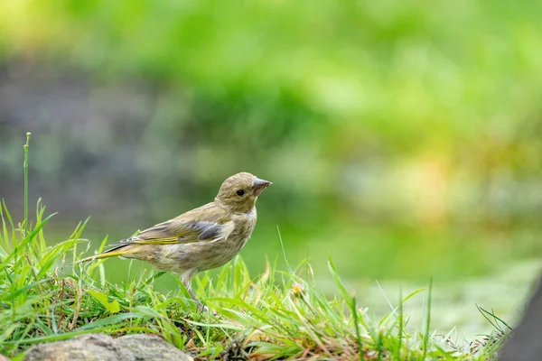 Close-up van een vink in het gras. Een plas water in het groene gras. Gedetailleerd in de vogel — Stockfoto