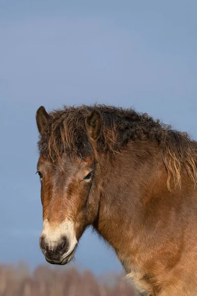 Chef för en vild Exmoor ponny, mot en blå himmel i naturreservatet i Fochteloo, Nederländerna — Stockfoto