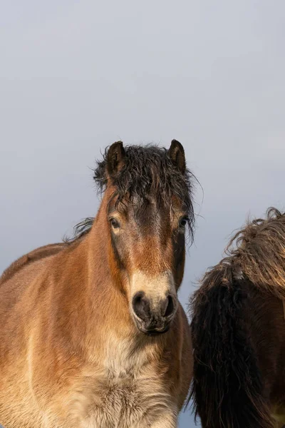 Capul unui ponei Exmoor sălbatic, împotriva unui cer albastru în rezervația naturală din Fochteloo, Olanda — Fotografie, imagine de stoc