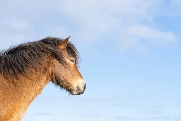 Chef för en vild Exmoor ponny, mot en blå himmel i naturreservatet i Fochteloo, Nederländerna — Stockfoto