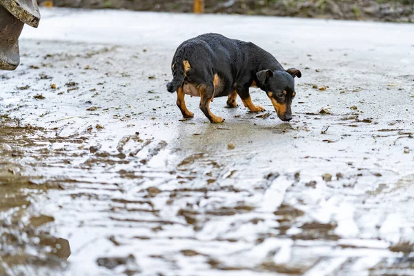 A fat pregnant Jack russel terrier. The dog is walking outside in the mud — Stock Photo, Image