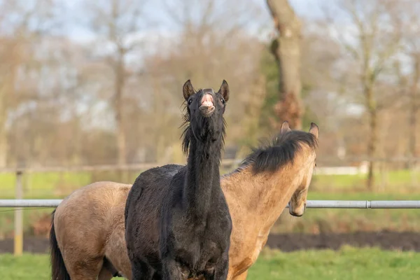 Des chevaux de deux ans dans le pâturage. Un poulain noir et un poulain jaune. Un poulain lève la lèvre et fait un drôle de visage — Photo