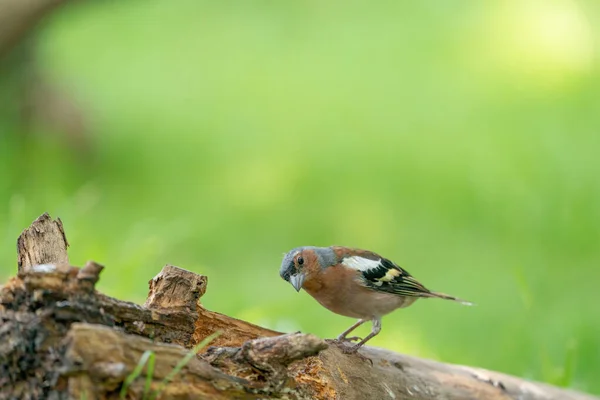 Groene en gele zangvogel, Gedetailleerde Groenvink staand op een boomstam. Op de achtergrond speciale groene en gele bokeh — Stockfoto