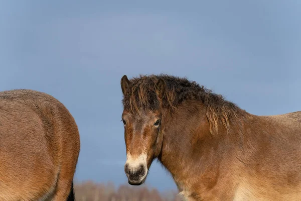 Testa di un pony selvaggio Exmoor, contro un cielo blu nella riserva naturale di Fochteloo, nei Paesi Bassi — Foto Stock