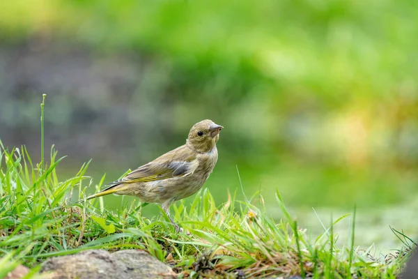 Primo piano di un fringuello che corre nell'erba. Una piscina d'acqua nell'erba verde. Dettagliato nell'uccello — Foto Stock