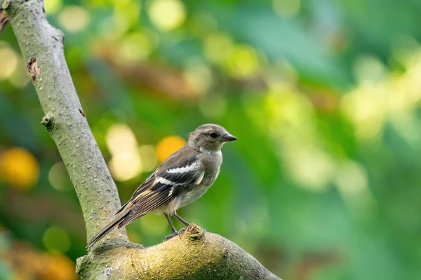 Zelený a žlutý zpěvný pták, Greenfinch stojící na větvi. V pozadí velké zelené a žluté bokeh — Stock fotografie
